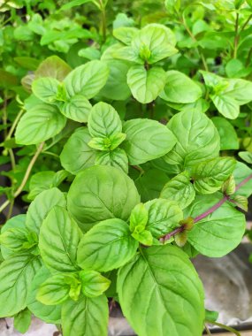 Portakal aromalı naneli bitki. Bir çeşit nane şekeri.