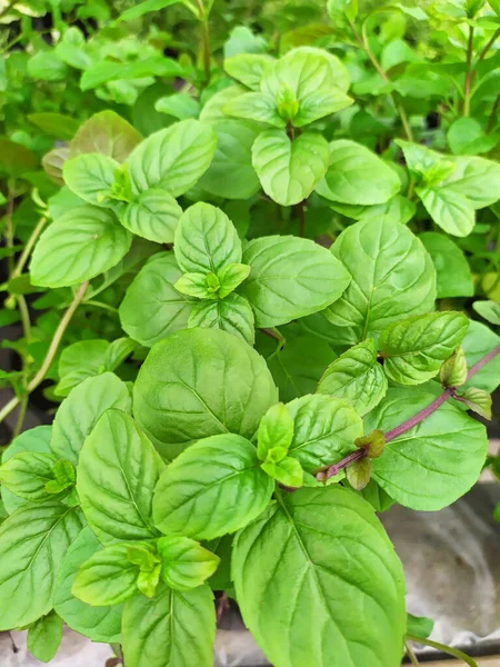 Portakal aromalı naneli bitki. Bir çeşit nane şekeri.