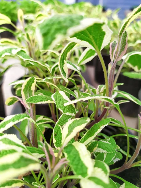 Zöld Zsálya Egy Cserépben Aromás Egészséges Gyógynövények — Stock Fotó