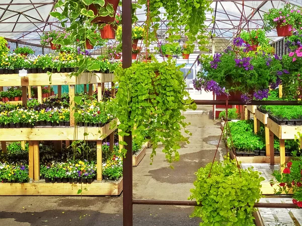 Beltéri Kültéri Növények Értékesítése Helyi Kertészeti Központban — Stock Fotó