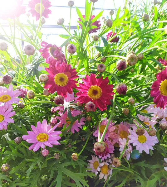 Vackra Flerfärgade Odlade Tusensköna Blommor Daisy Närbild — Stockfoto