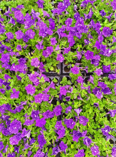 Alfombra Hermosas Petunias Púrpuras Vista Superior — Foto de Stock