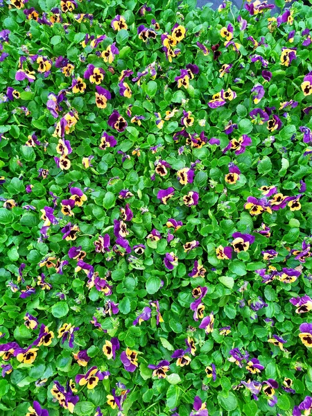 Pantalón Híbrido Tricolor Viola Pansies Pantalón Jardín Con Pétalos Morados — Foto de Stock