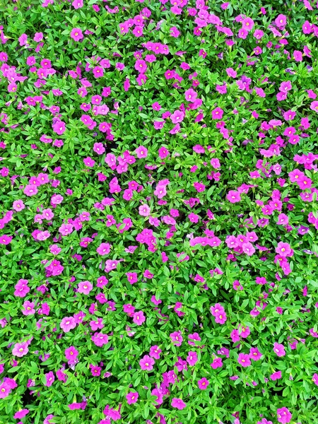 Alfombra Está Hecha Una Hermosa Petunia Color Rosa Oscuro Vista — Foto de Stock