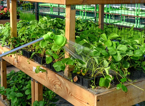 Tuyau Arrosage Pistolet Pulvérisation Pour Arroser Les Plantes Dans Jardin — Photo