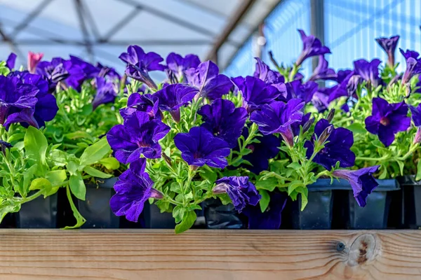 Primer Plano Las Plántulas Flores Petunia Centro Del Jardín — Foto de Stock