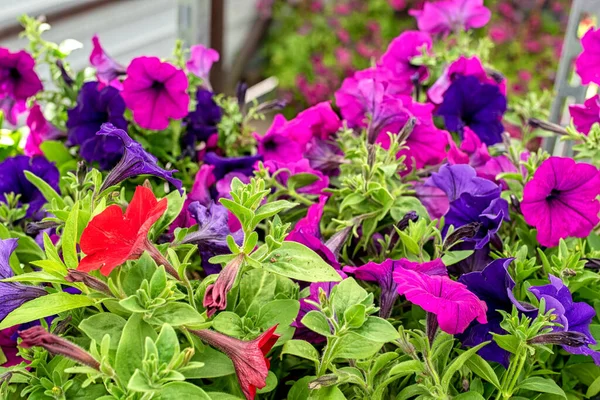 Primer Plano Las Plántulas Flores Petunia Centro Del Jardín — Foto de Stock