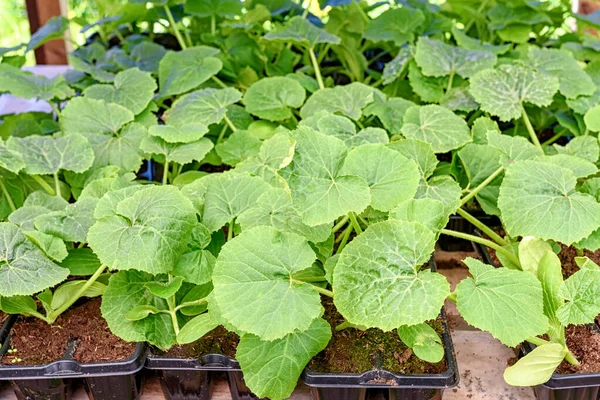 Plántulas Calabacín Bandejas Una Granja Orgánica Centro Jardinería —  Fotos de Stock