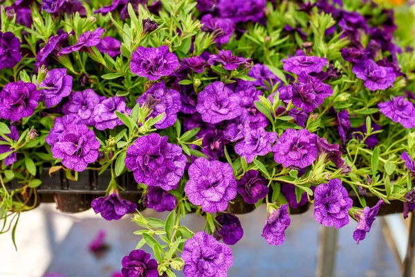 Primer Plano Plántulas Con Flores Dobles Lila Kalibrahoa Centro Del — Foto de Stock