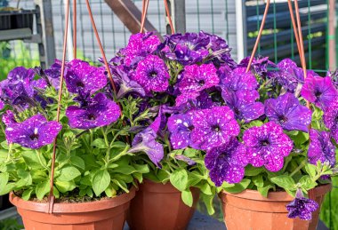 Bahçedeki bir tezgahta duran kozmik petunya çiçekleri olan bir ekicinin yakın çekimi.