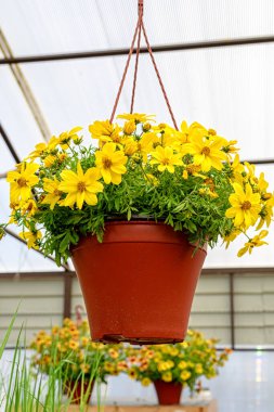 Bahçe merkezinde asılı sarı bir bacopa çiçeğinin yakın plan fotoğrafı..