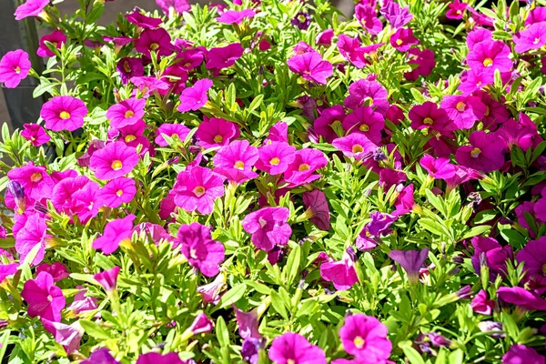 Primer Plano Las Plántulas Con Flores Kalibrahoa Rosa Centro Del —  Fotos de Stock