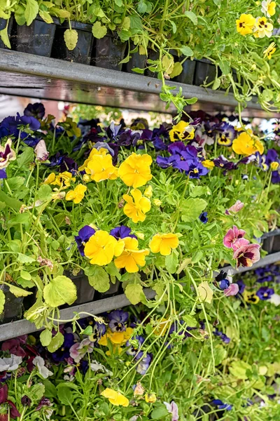 Pansies Mixtos Centro Del Jardín Maricones Plántulas Pantanos — Foto de Stock