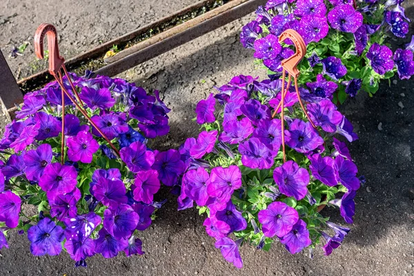 Close Plantador Com Belas Flores Espaço Lilás Petúnia Chão Centro — Fotografia de Stock