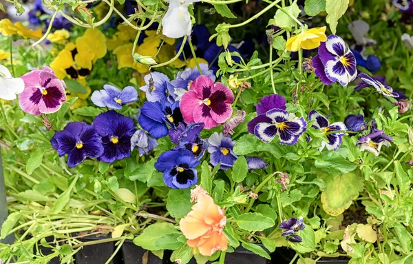 Pansies Mixtos Centro Del Jardín Maricones Plántulas Pantanos — Foto de Stock