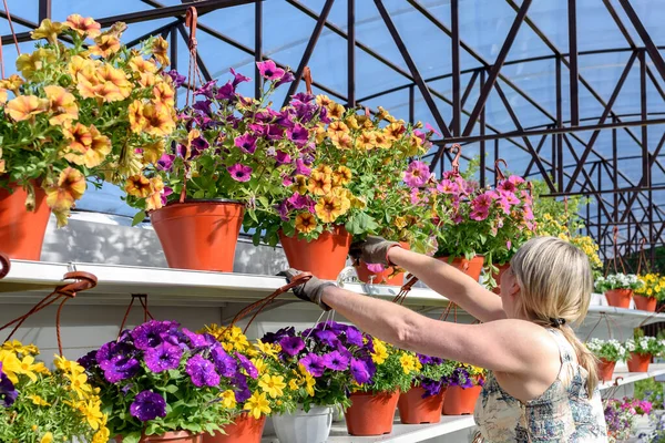 Fleuristes Femme Travaillant Avec Des Fleurs Dans Une Serre — Photo