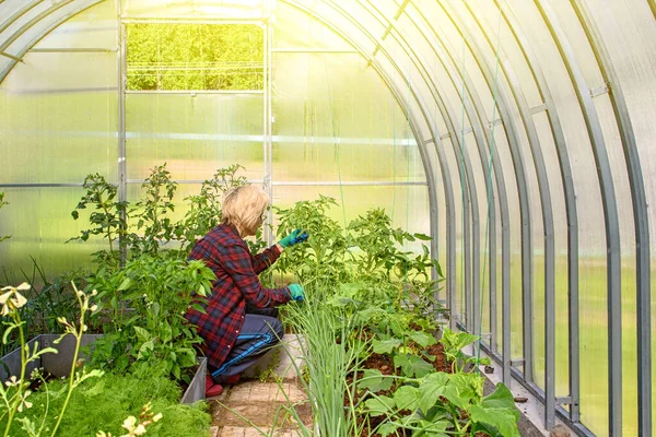 Femme Travaille Dans Une Serre Examiner Les Concombres Plantés Les — Photo