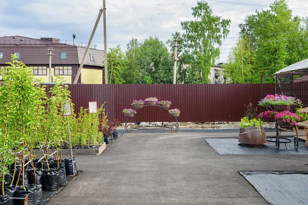 Beaucoup Plantes Vertes Vendre Dans Centre Jardin — Photo