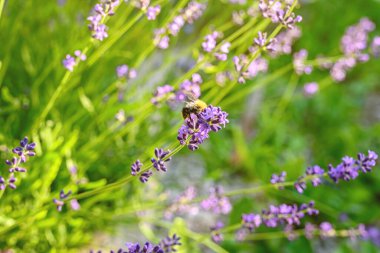 Lavanta çalıları yakın plan. Bulanık ve keskin lavanta çiçekleri olan bir resim