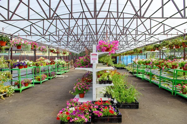 Blooming flowers in pots and on shelves in the garden center.