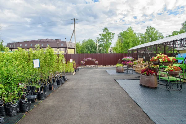 Beaucoup Plantes Vertes Vendre Dans Centre Jardin — Photo