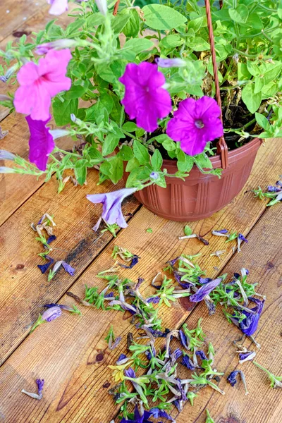 Poda Flores Viejas Petunia Surfinia Una Mesa Madera Con Flores — Foto de Stock