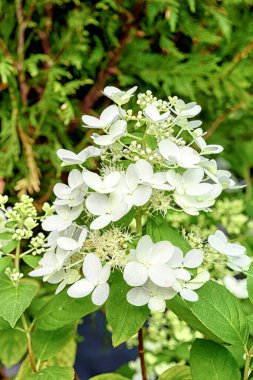 Hydrangea bitkisinin çiçekleri paniğe kapıldı..