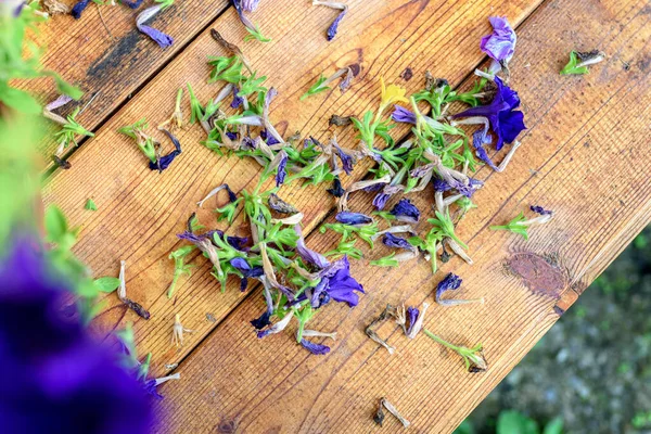 Taille Vieilles Fleurs Pétunia Surfinia Une Table Bois Avec Des — Photo