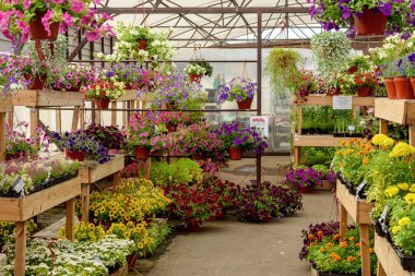 Saksılarda ve bahçe merkezindeki raflarda açan çiçekler..