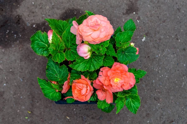 Flores Begonia Rosa Begonia Tuberosa Centro Del Jardín Una Hermosa — Foto de Stock