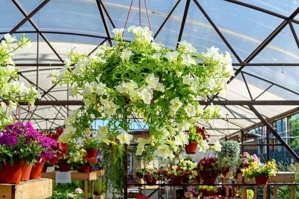 Pot Fleurs Suspendu Avec Beaux Pétunias Blancs — Photo