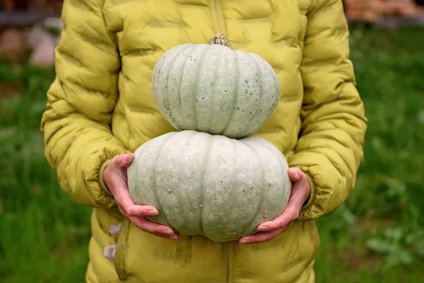 Women Gloved Hands Hold Pumpkins Background Country House — Stock Photo, Image