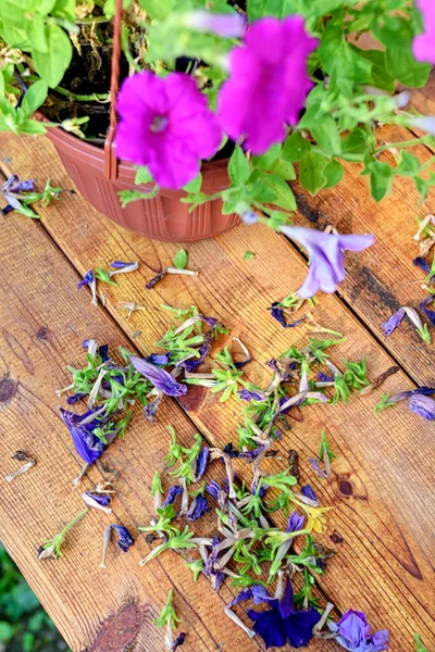 Poda Petúnia Velha Flores Surfinia Uma Mesa Madeira Com Flores — Fotografia de Stock