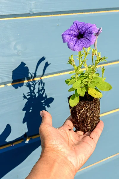 有阴影的园丁手中有紫丁香或蓝花的豌豆幼苗 特写照片 有选择性的软焦点 — 图库照片