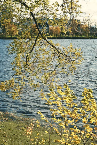 Żółte Czerwone Liście Gałęziach Wiszących Nad Wodą — Zdjęcie stockowe