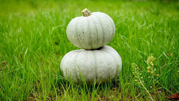 Two Gray Pumpkins Background Green Grass Own Harvest — Stock Photo, Image