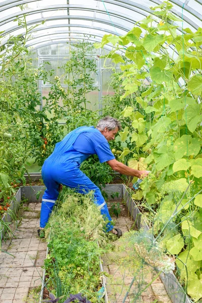 Homme Pulvérisation Concombre Plante Dans Une Serre Pour Les Maladies — Photo