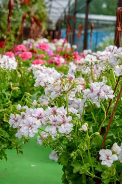 Kokulu sardunya, Pelargonium bahçe merkezinde saksılarda.