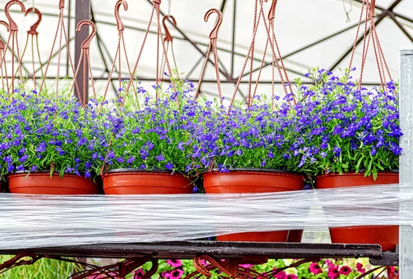 Flores Lobelia Azul Macetas Preparan Para Venta Vivero Flores — Foto de Stock