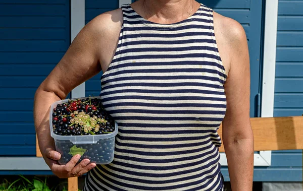 Johannisbeere Wird Einem Plastikbehälter Den Händen Einer Frau Gesammelt Ein — Stockfoto