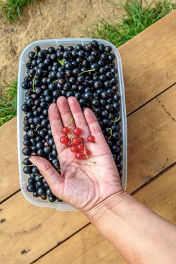 Tahta bir bankta plastik bir kabın içinde frenk üzümü topladım. Siyah, kırmızı ve sarı üzümlerin karışımı..