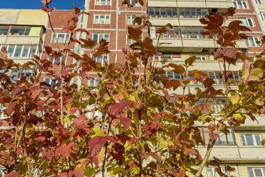 Sonbaharda kırmızı ve sarı yapraklı çalılar çok katlı bir binanın arka planında. Kırmızı sonbahar yapraklı dallar