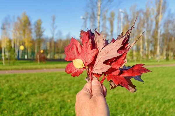 Red Maple Leaves Hands Girl Autumn Background Park — Stock Photo, Image