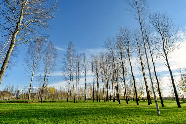 Autumn Trees Park Leafless Leaves Blue Sky Rows Young Trees — Stock Photo, Image