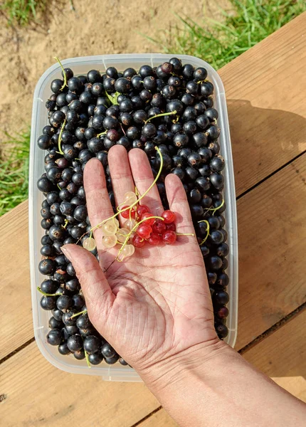 Samlade Vinbär Plastbehållare Träbänk Blandning Svarta Röda Och Gula Vinbär — Stockfoto