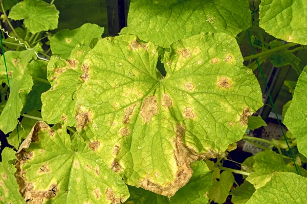 Salatalık Yaprakları Hastalıklardan Haşerelerden Etkilenir — Stok fotoğraf