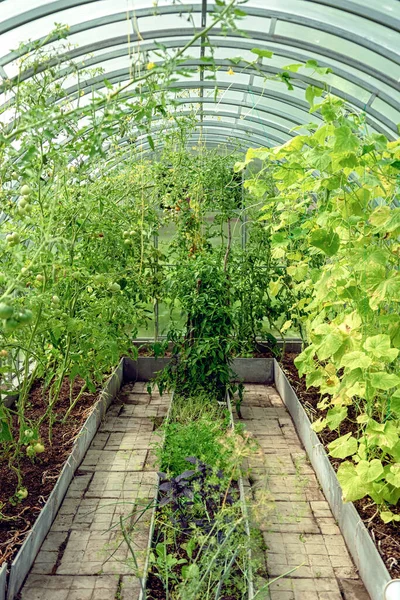 Tomates Concombres Poivrons Amers Divers Légumes Verts Poussent Dans Serre — Photo