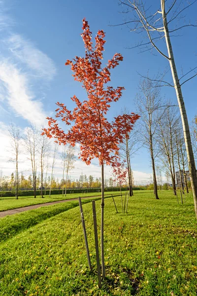 Sonbaharda Güneş Işığı Mavi Gökyüzü Olan Bir Parkta Kırmızı Yapraklı — Stok fotoğraf
