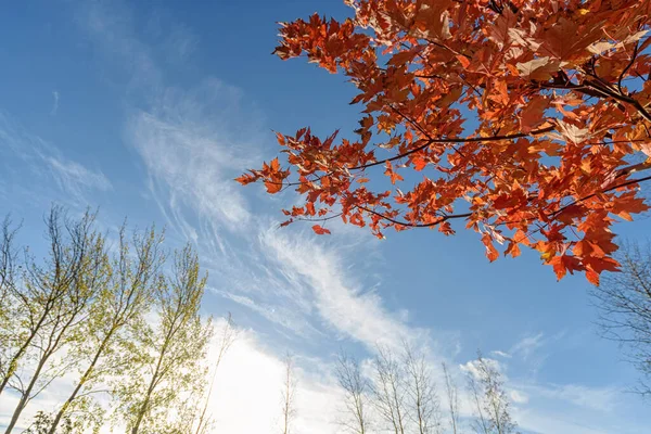 Maple Red Leaves Autumn Park Blue Sky Branches Red Autumn — Stock Photo, Image