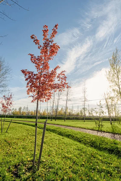 Sonbaharda Güneş Işığı Mavi Gökyüzü Olan Bir Parkta Kırmızı Yapraklı — Stok fotoğraf